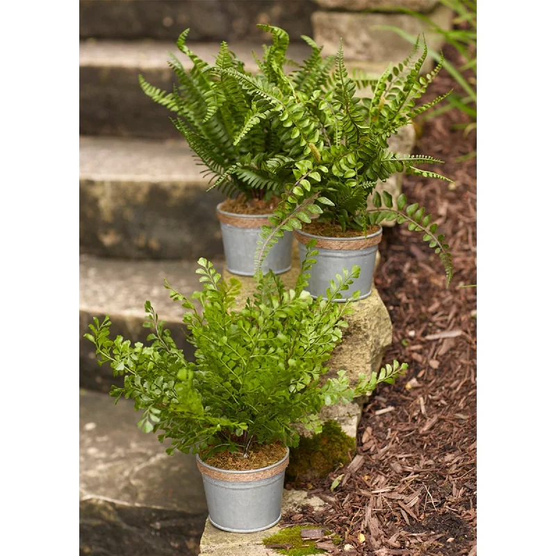 Year-End Deals Assorted Fern Plant in Tin Pot with Jute Accent, Set of 3