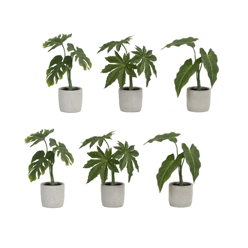 Big Deal Assorted Foliage Plant in Grey Pot, Set of 6