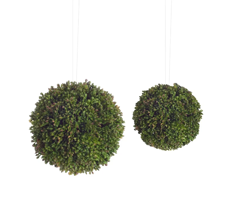 The Best Deal Boxwood Sedum Orbs, Set of 8